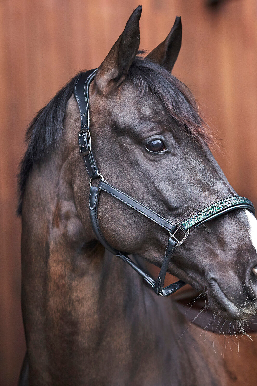 CATAGO Arrow læder grime