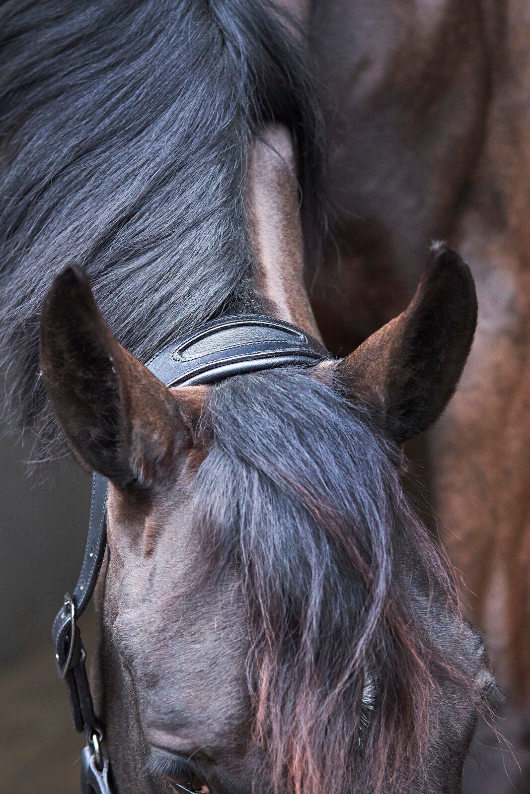 CATAGO Arrow læder grime