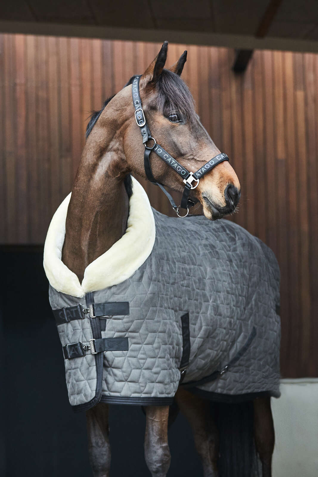 Catago Alea halter with reflective logo