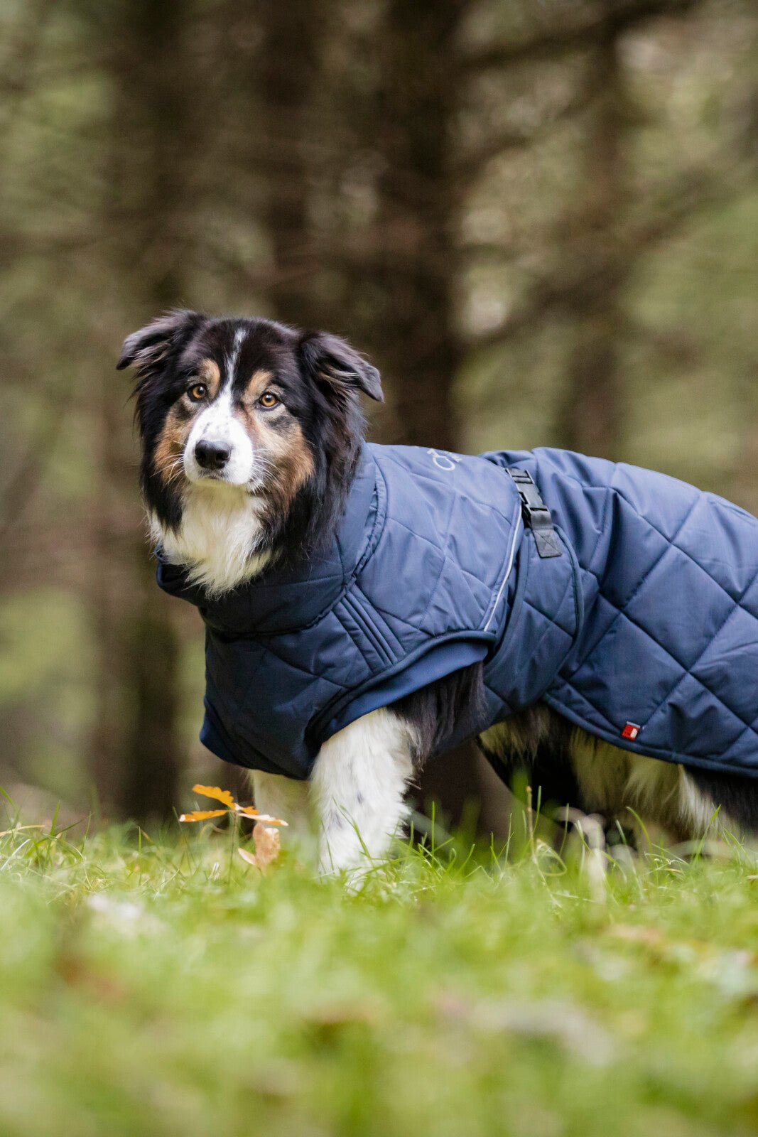 CATAGO Fir - Tech Trainer Dog rug - Unamari