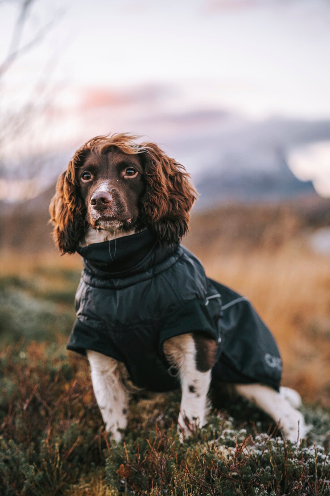 CATAGO FIR - Tech Winter dog rug - Unamari