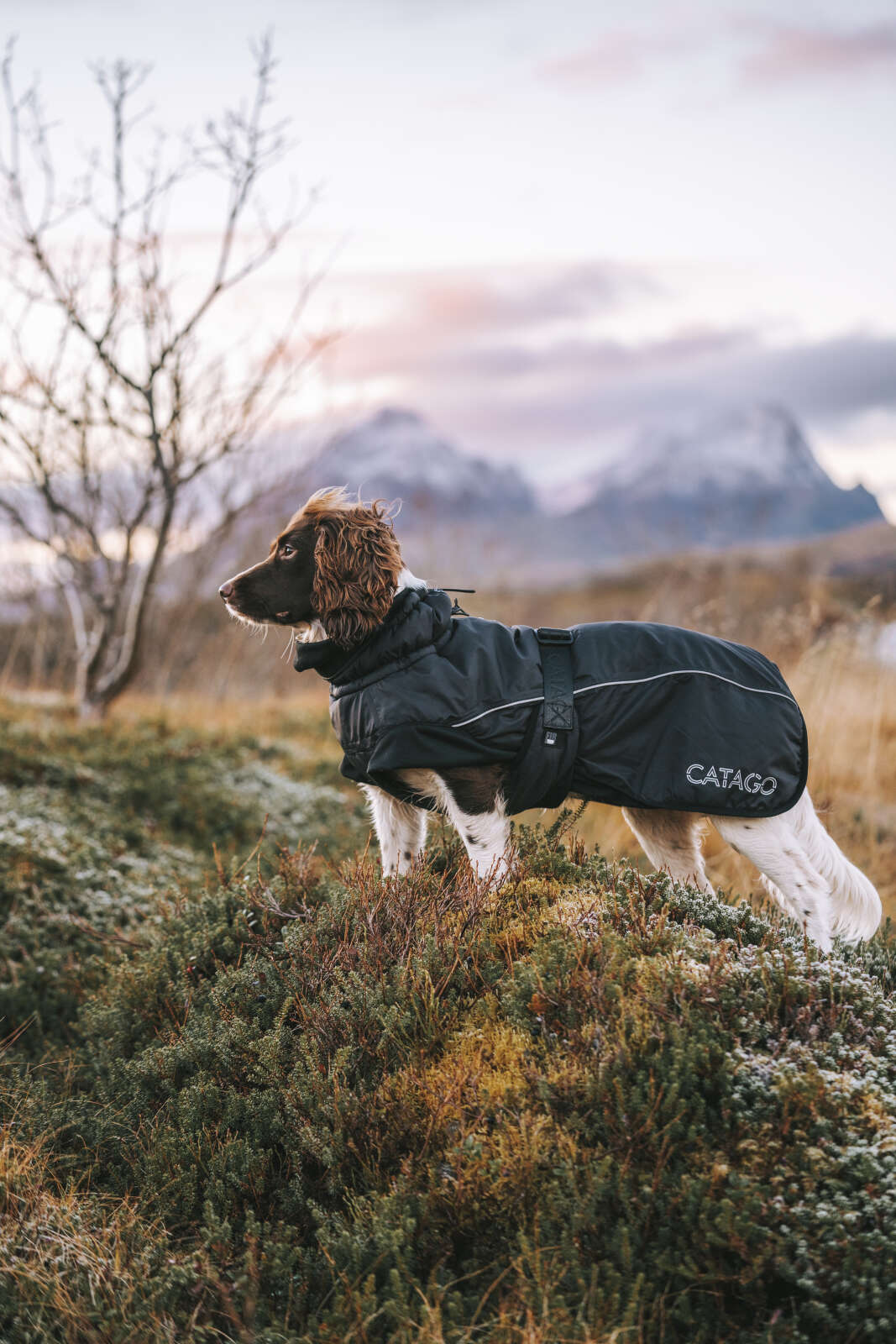 CATAGO FIR-Tech Winter dog rug