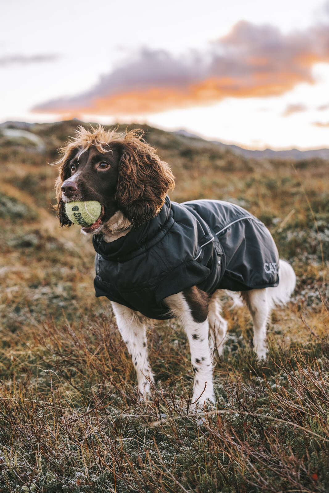 CATAGO FIR-Tech Winter dog rug