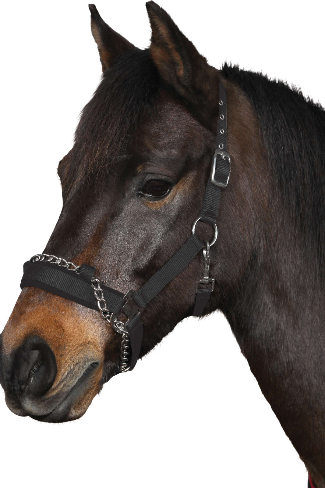 HorseGuard Nylongrimma m/kedja