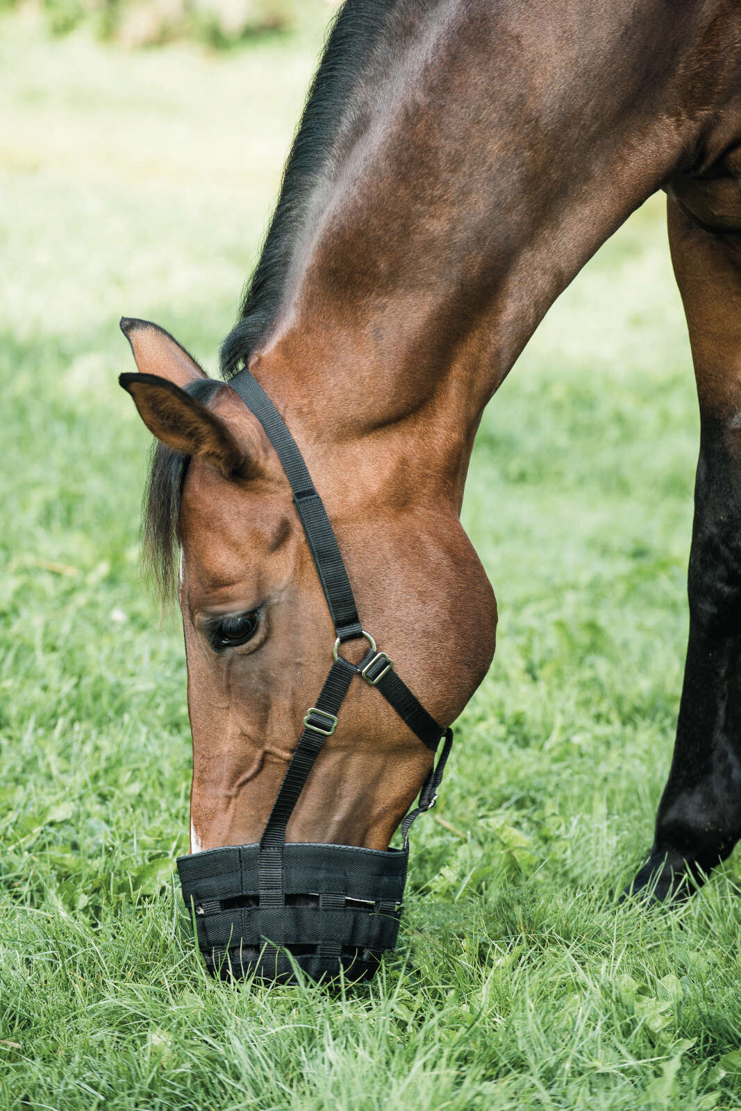 HorseGuard betesreducerare