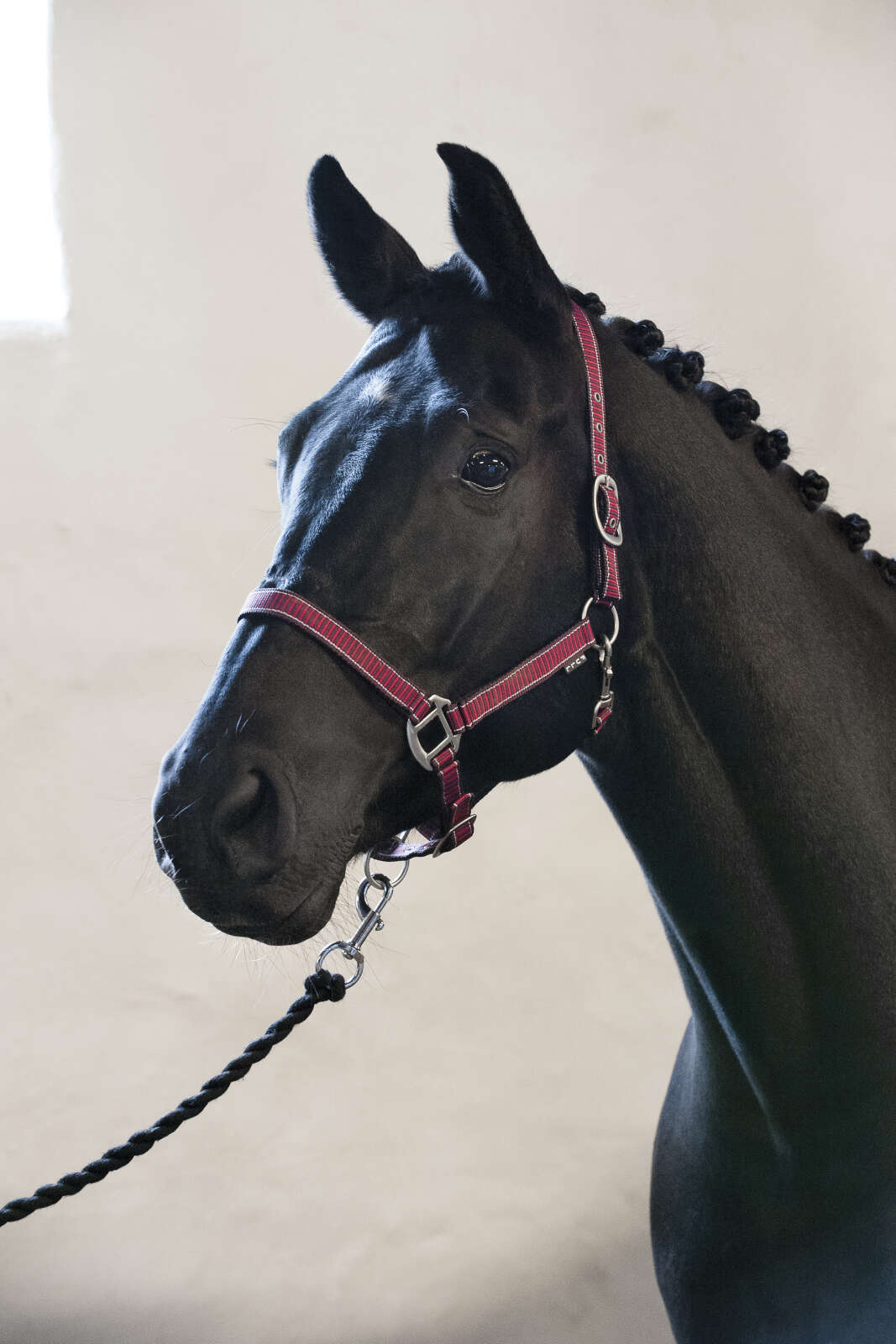 HorseGuard Rio grimma