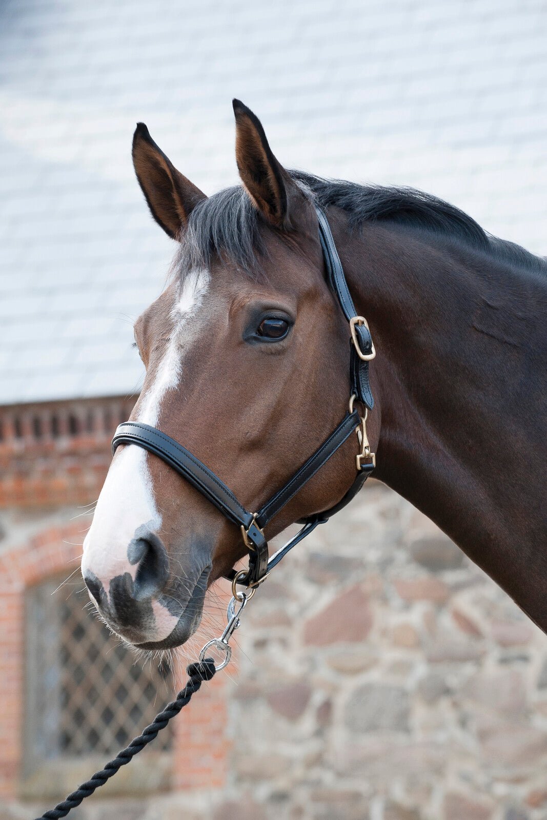 HorseGuard Leather halter - Unamari