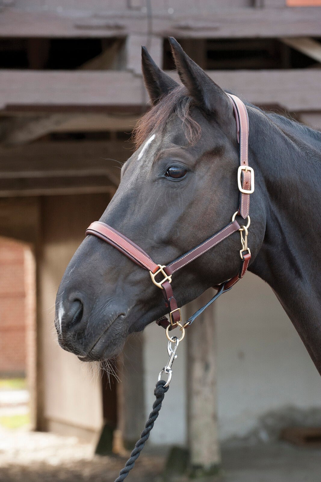 HorseGuard Leather halter - Unamari