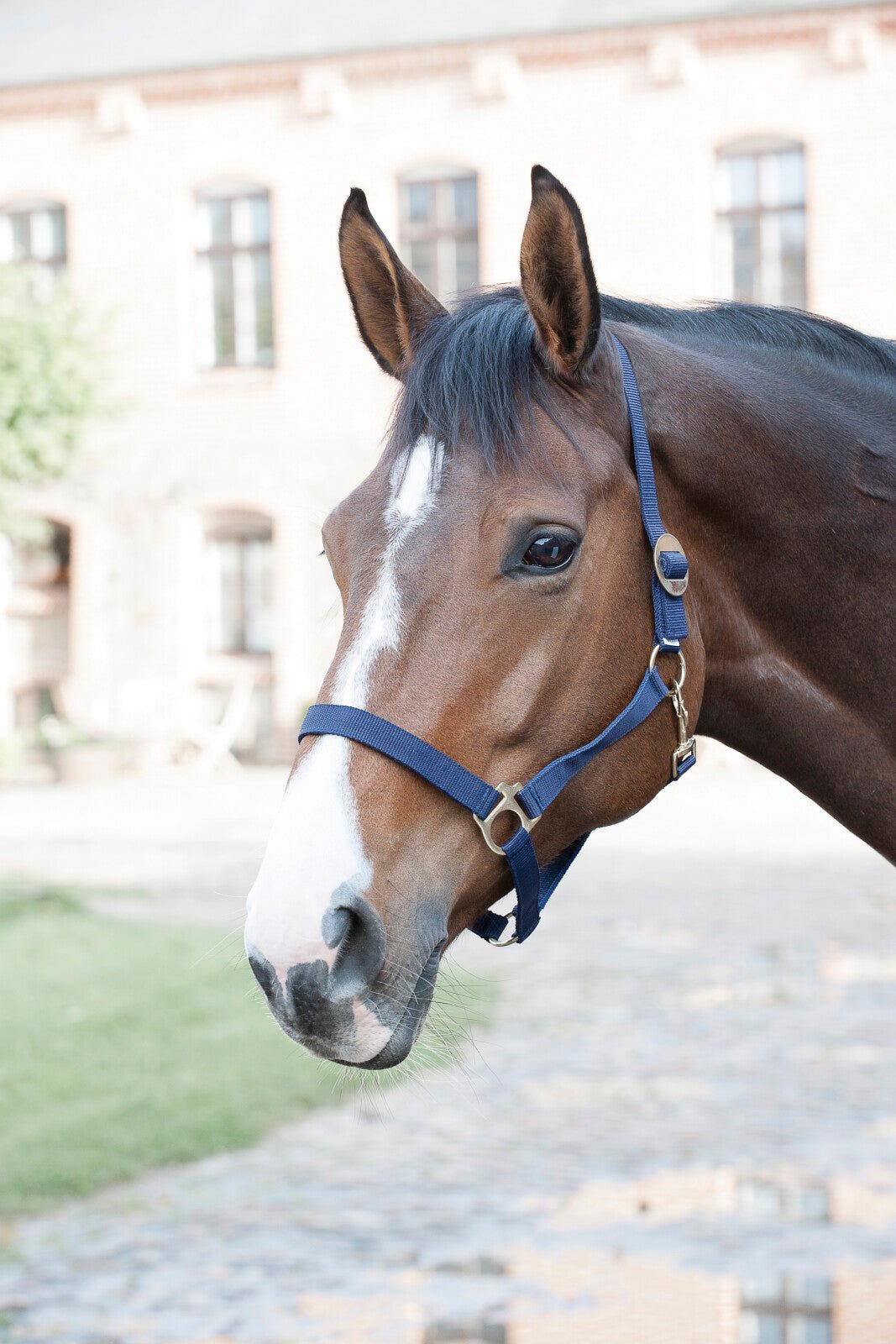 HorseGuard Nylon halter - Unamari