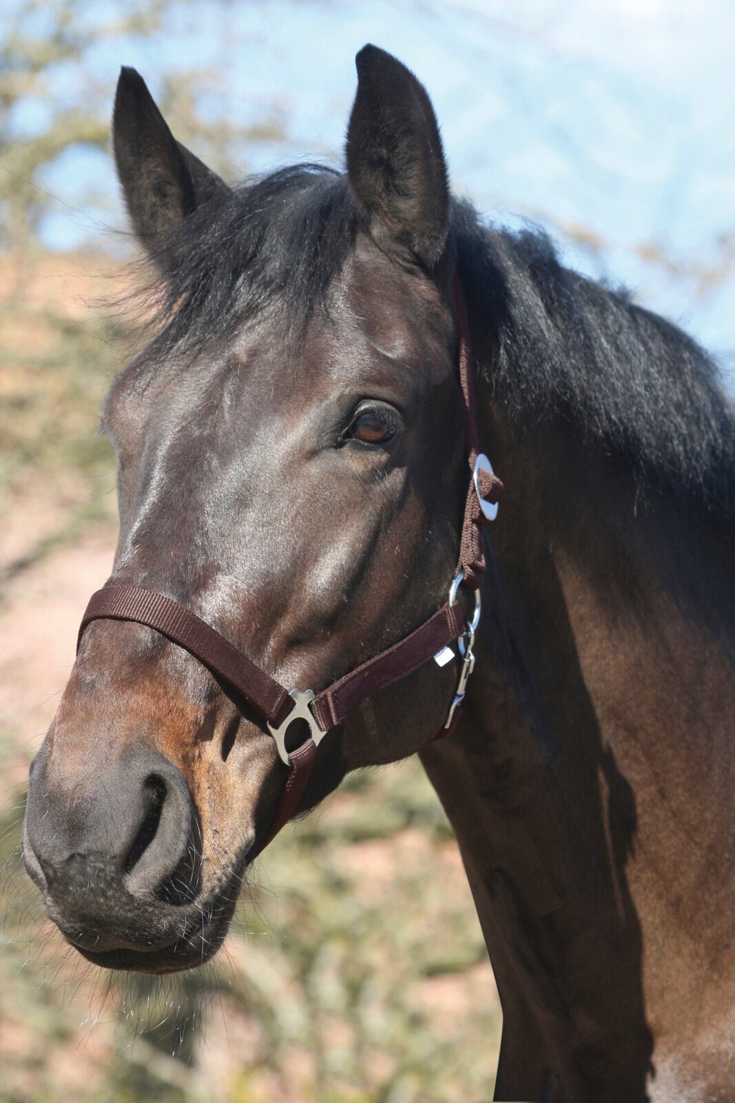 HorseGuard Nylon halter - Unamari