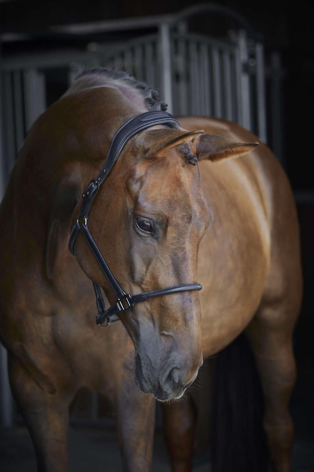 Catago Leather halter
