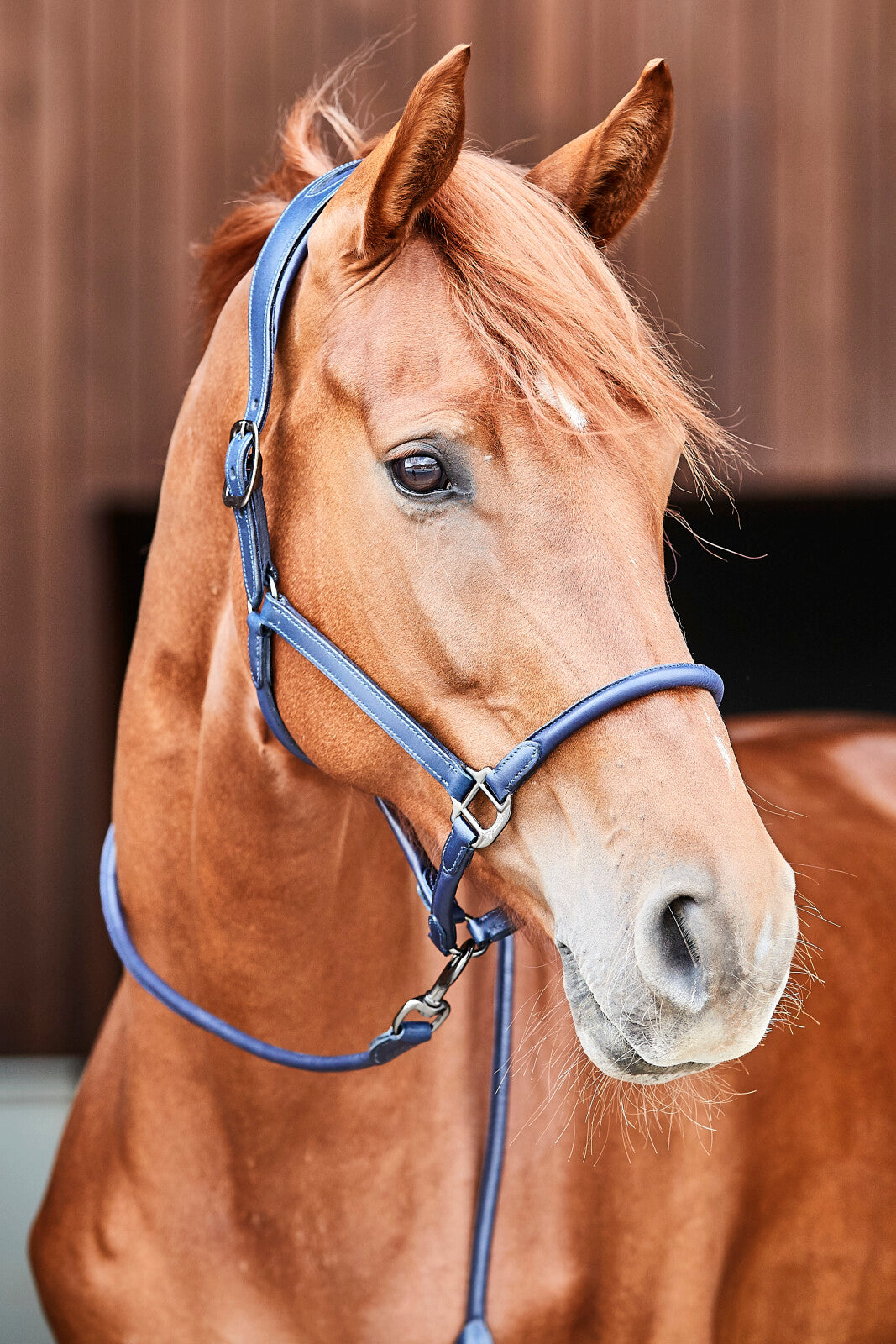 CATAGO Leather Halter