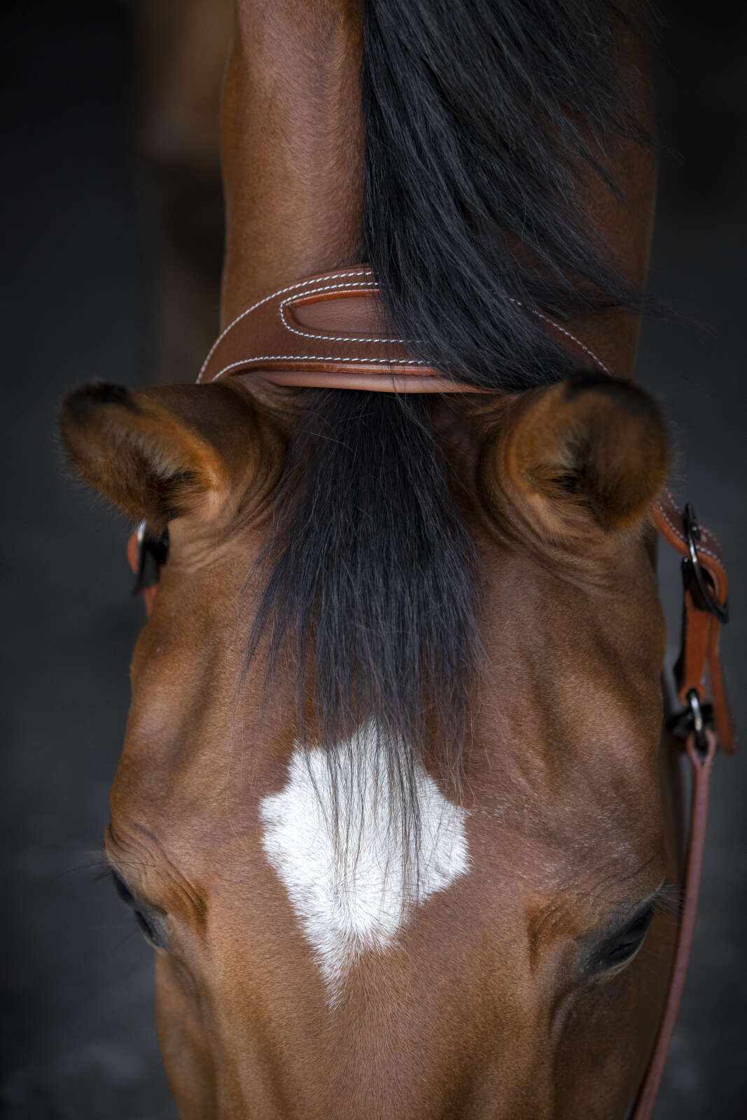 Catago Leather halter
