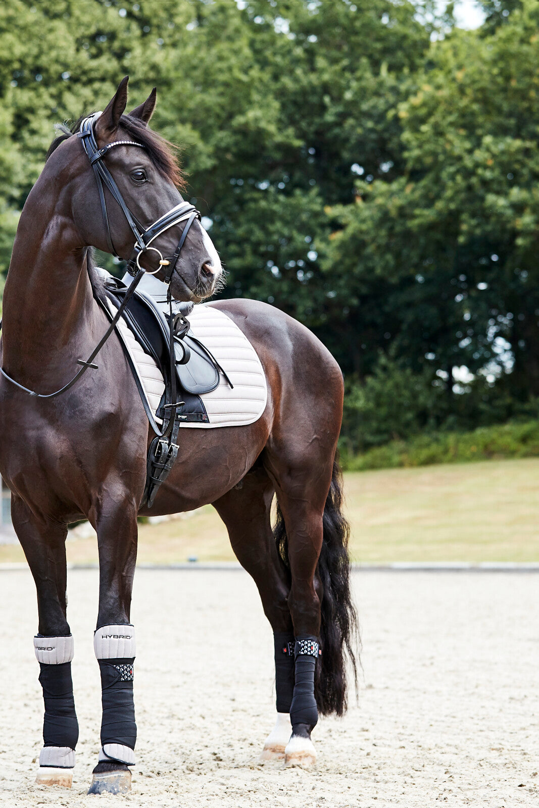 CATAGO Savi bridle w/ flash & pullback