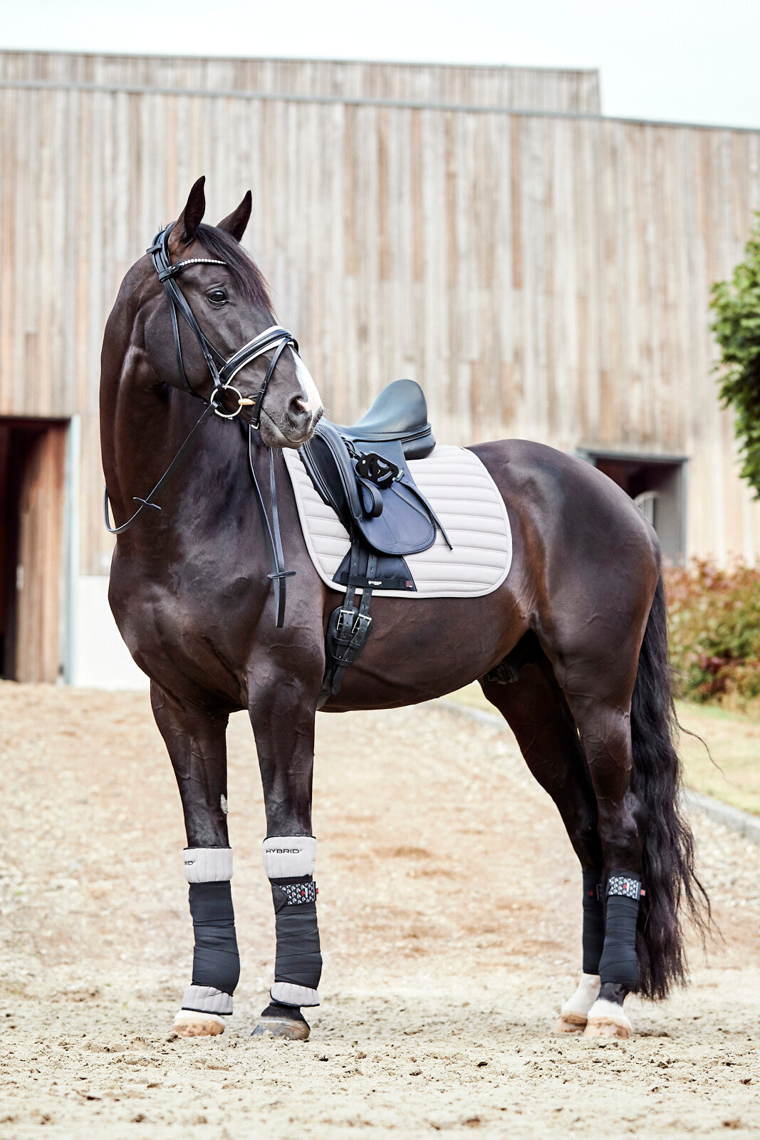 CATAGO Savi bridle w/ flash & pullback