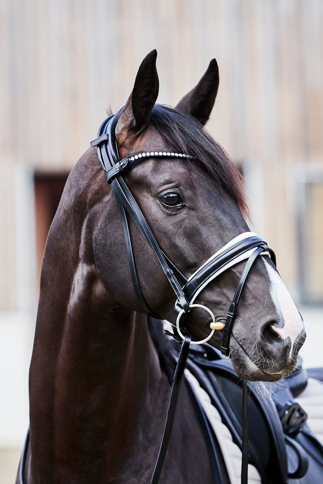 CATAGO Savi bridle w/ flash & pullback