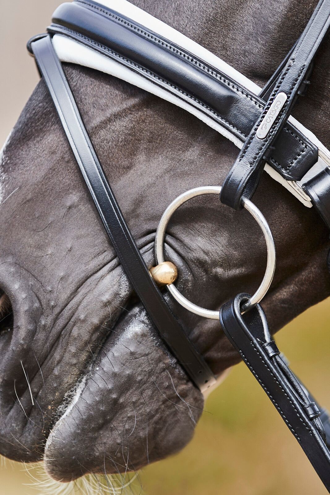 CATAGO Savi bridle w/ flash & pullback