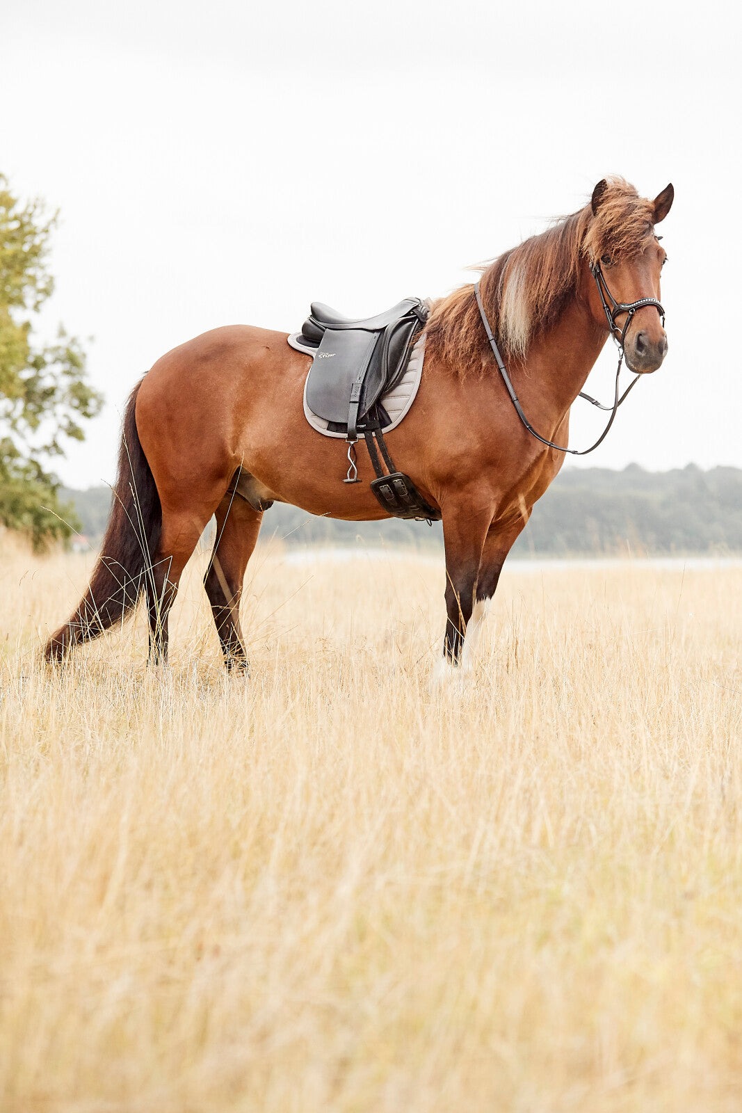 CATAGO Raja icelandic bridle