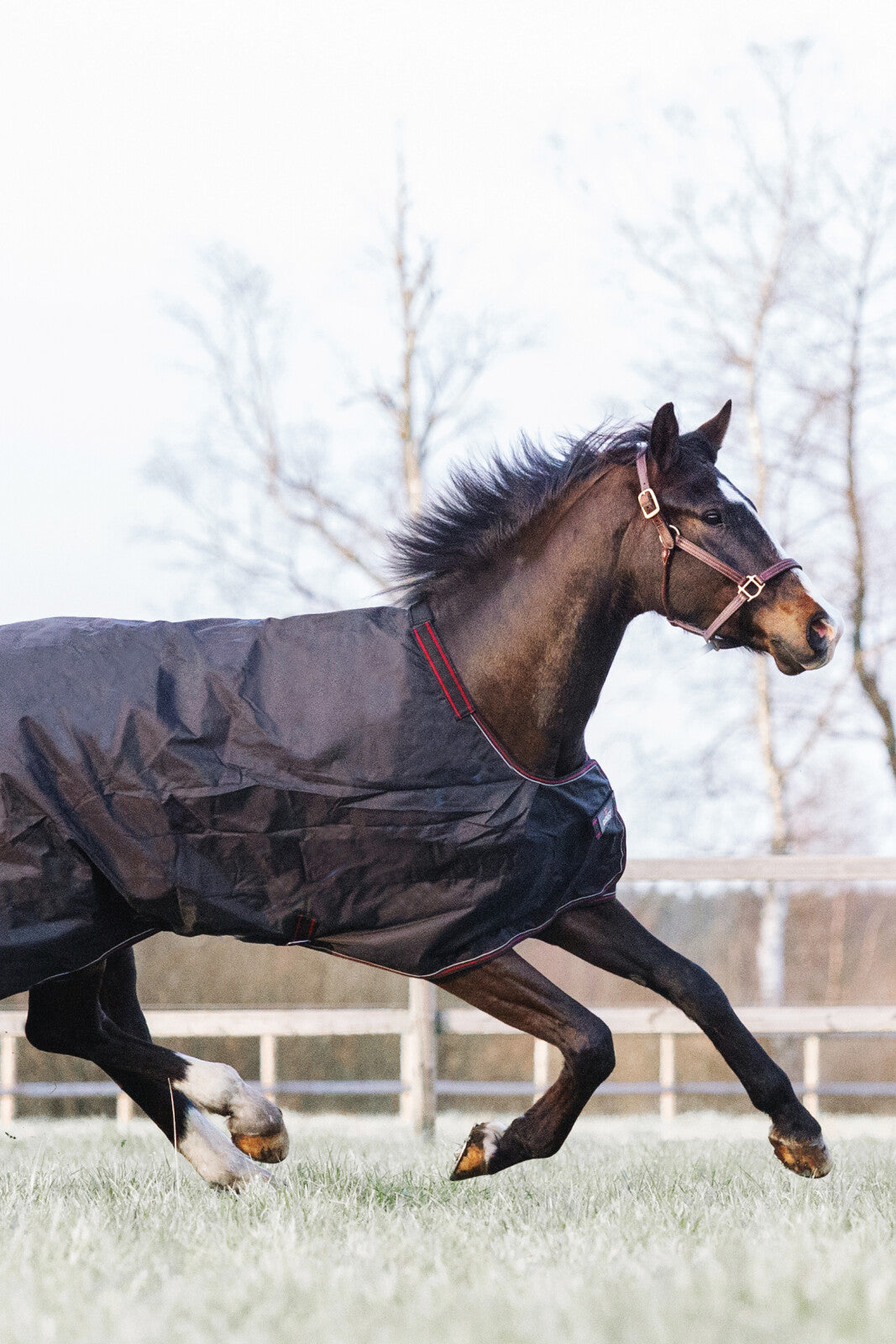 CATAGO Dual Pro 2-in-1 turnout rug, 100g / 200g