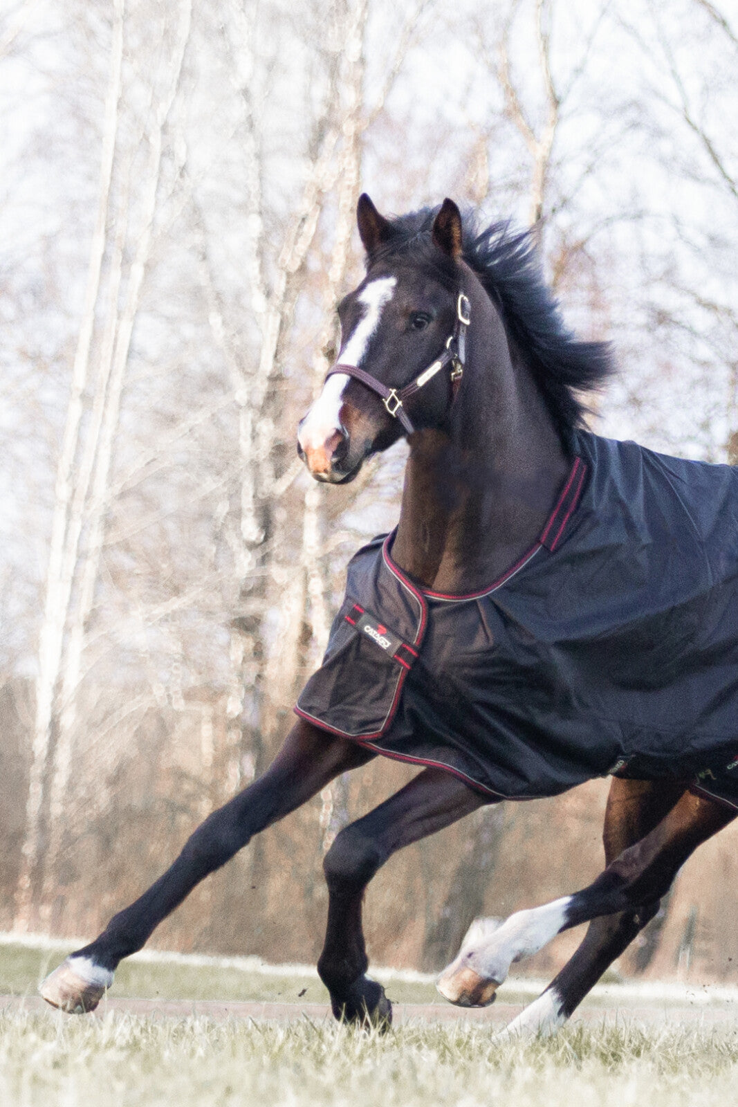 CATAGO Dual Pro 2-in-1 turnout rug, 100g / 200g