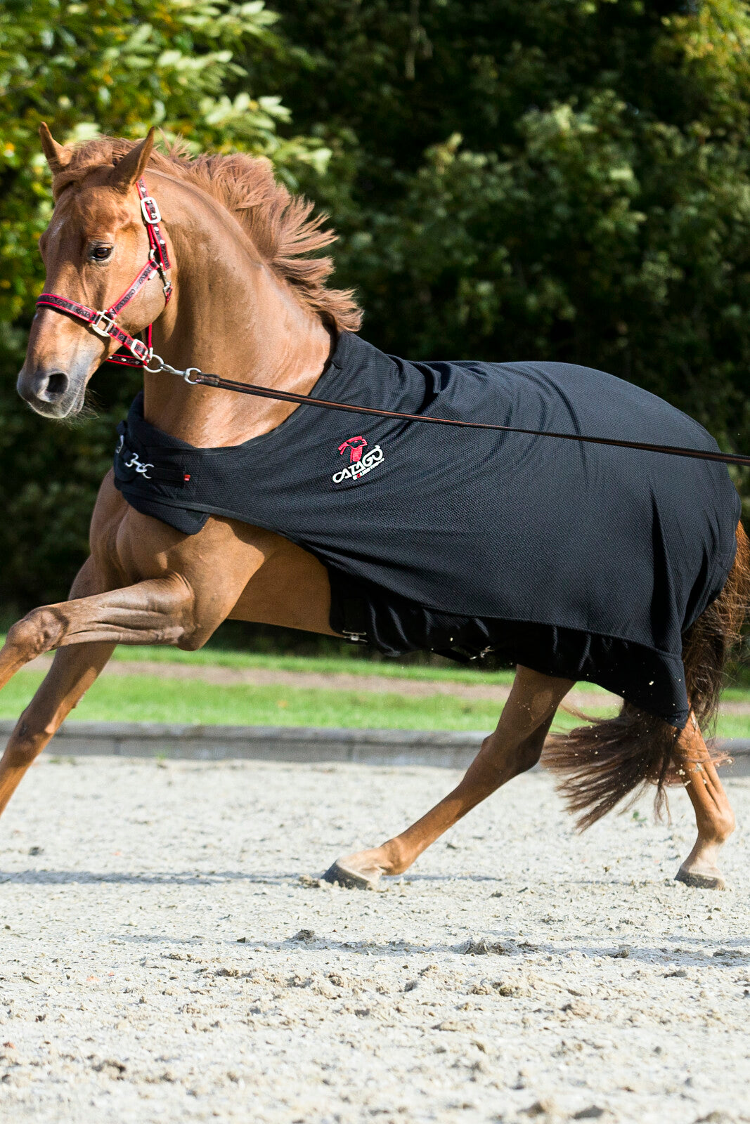 CATAGO Klokker m.Merino