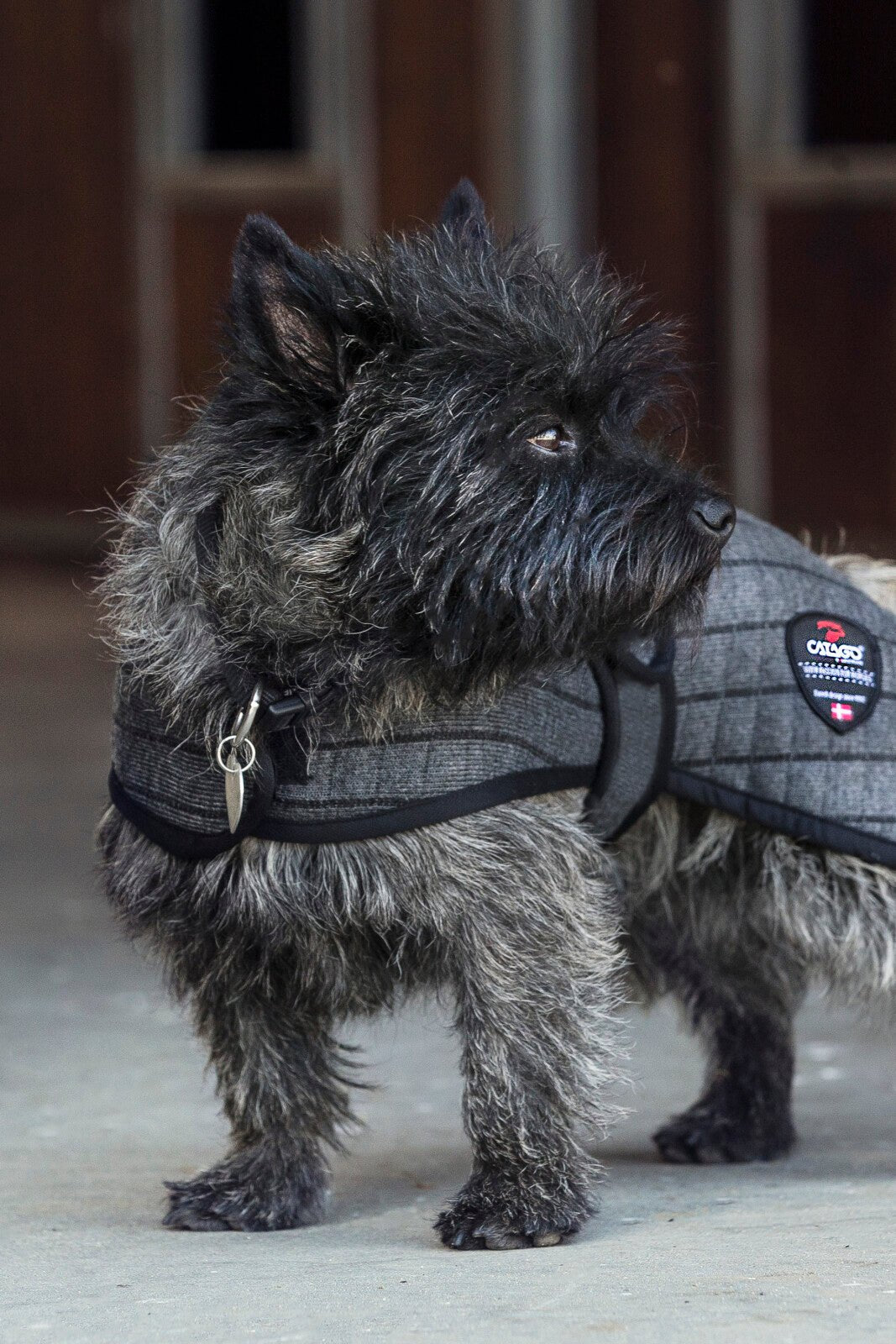 Cooler dog rug - Unamari