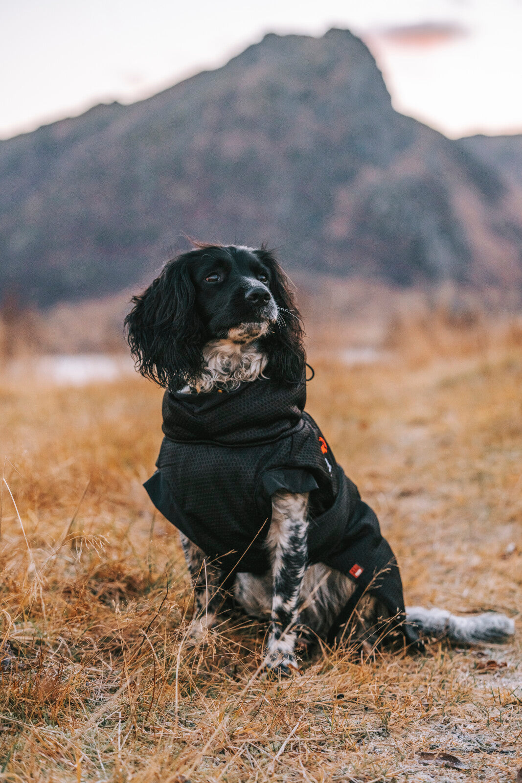 CATAGO FIR-Tech dækken hund