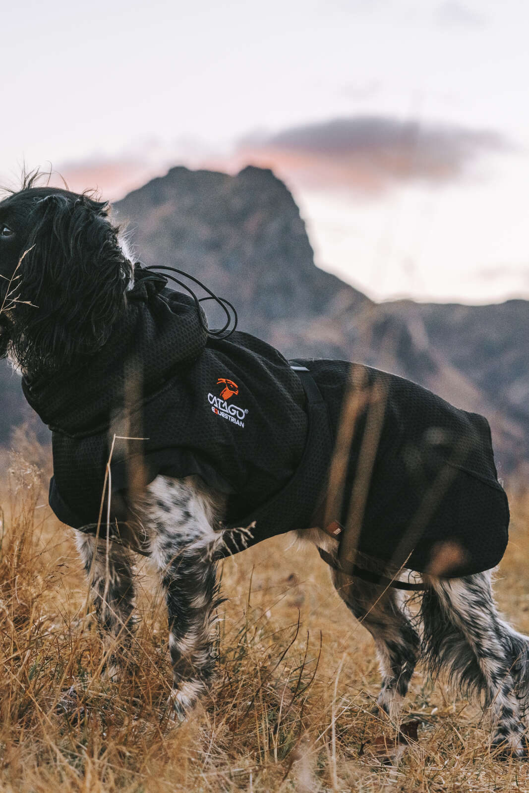 CATAGO FIR-Tech dækken hund