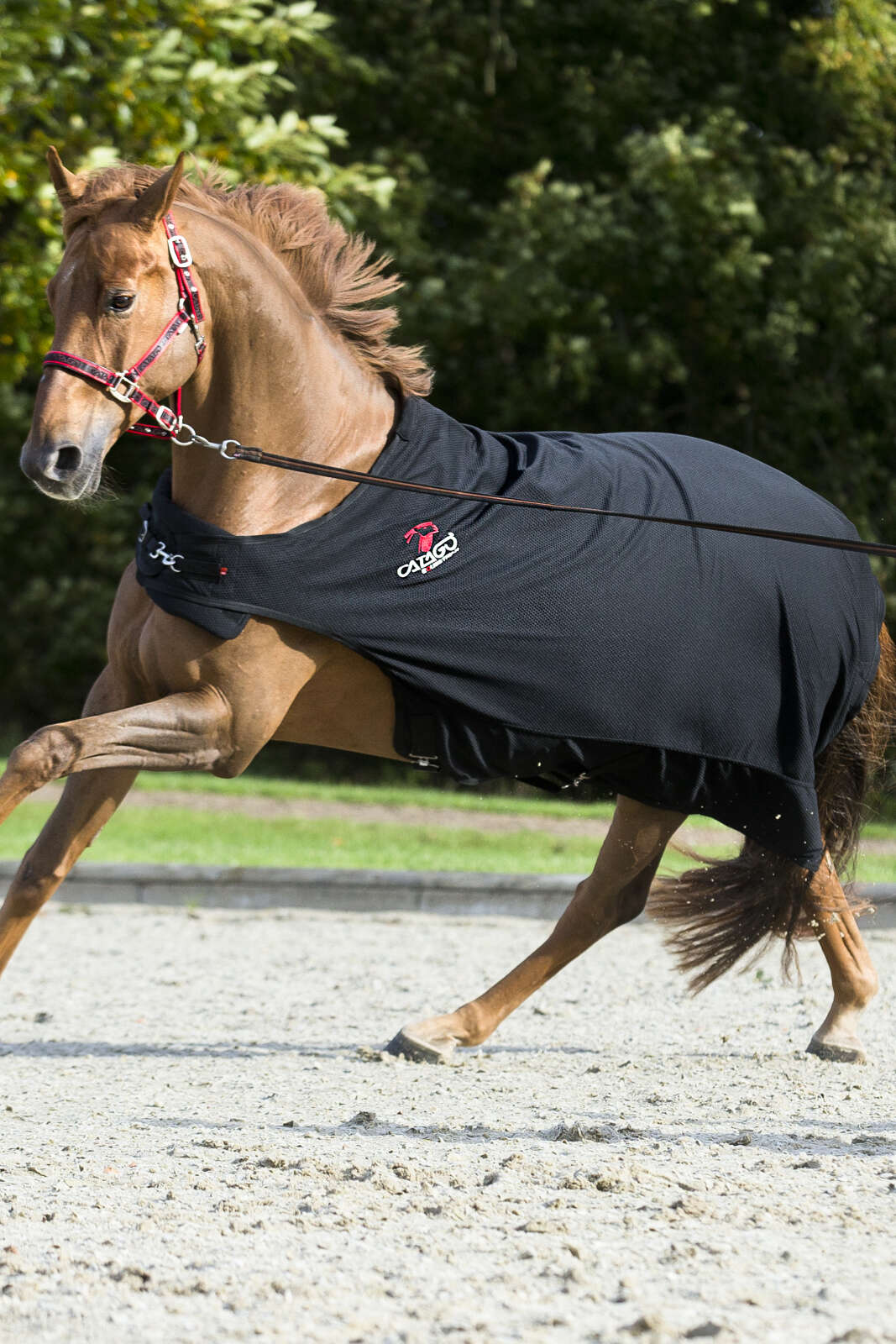 CATAGO FIR-Tech Walker Decke