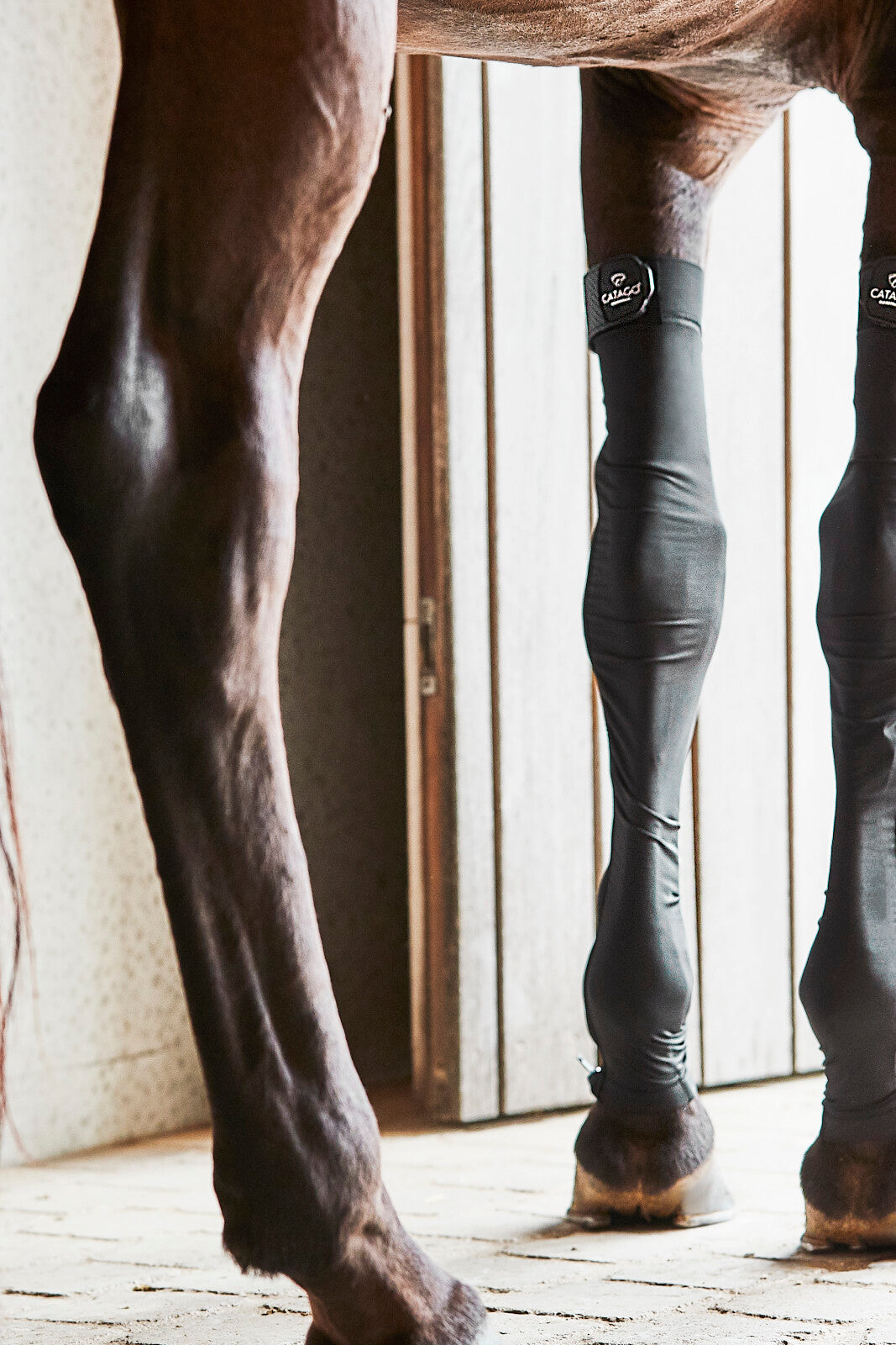 CATAGO FIR-Tech Stocking front legs