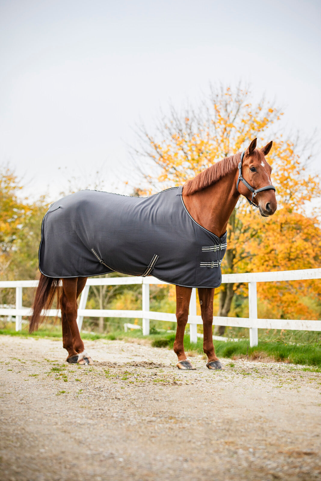 HorseGuard Jersey Cooler täcke