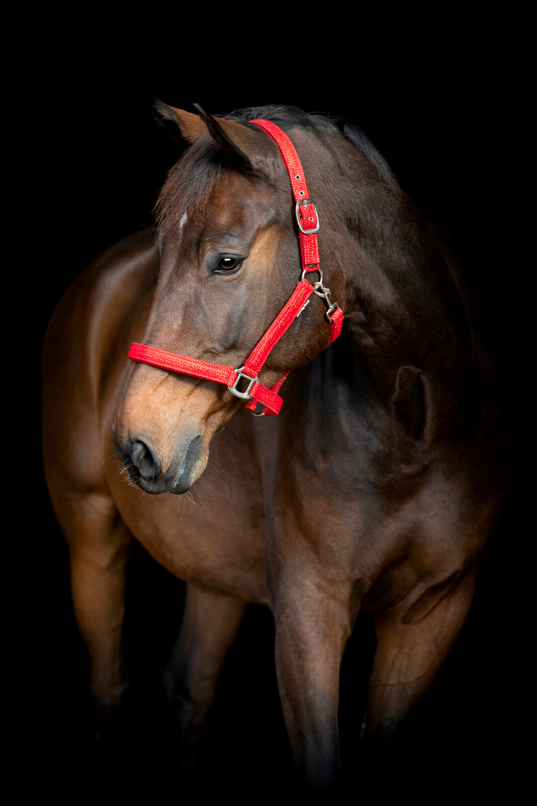 HorseGuard Jewel halter