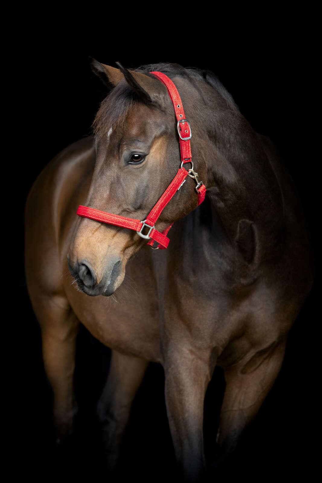 Horse Guard Jewel-grimma