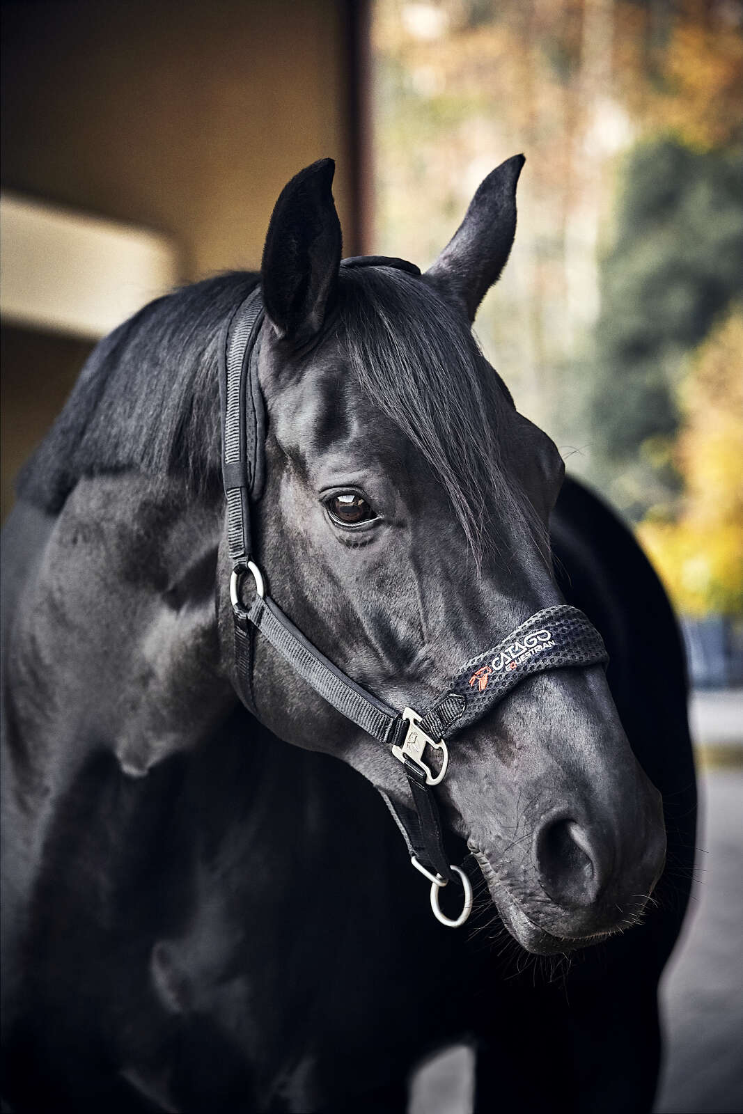 CATAGO FIR-Tech halter