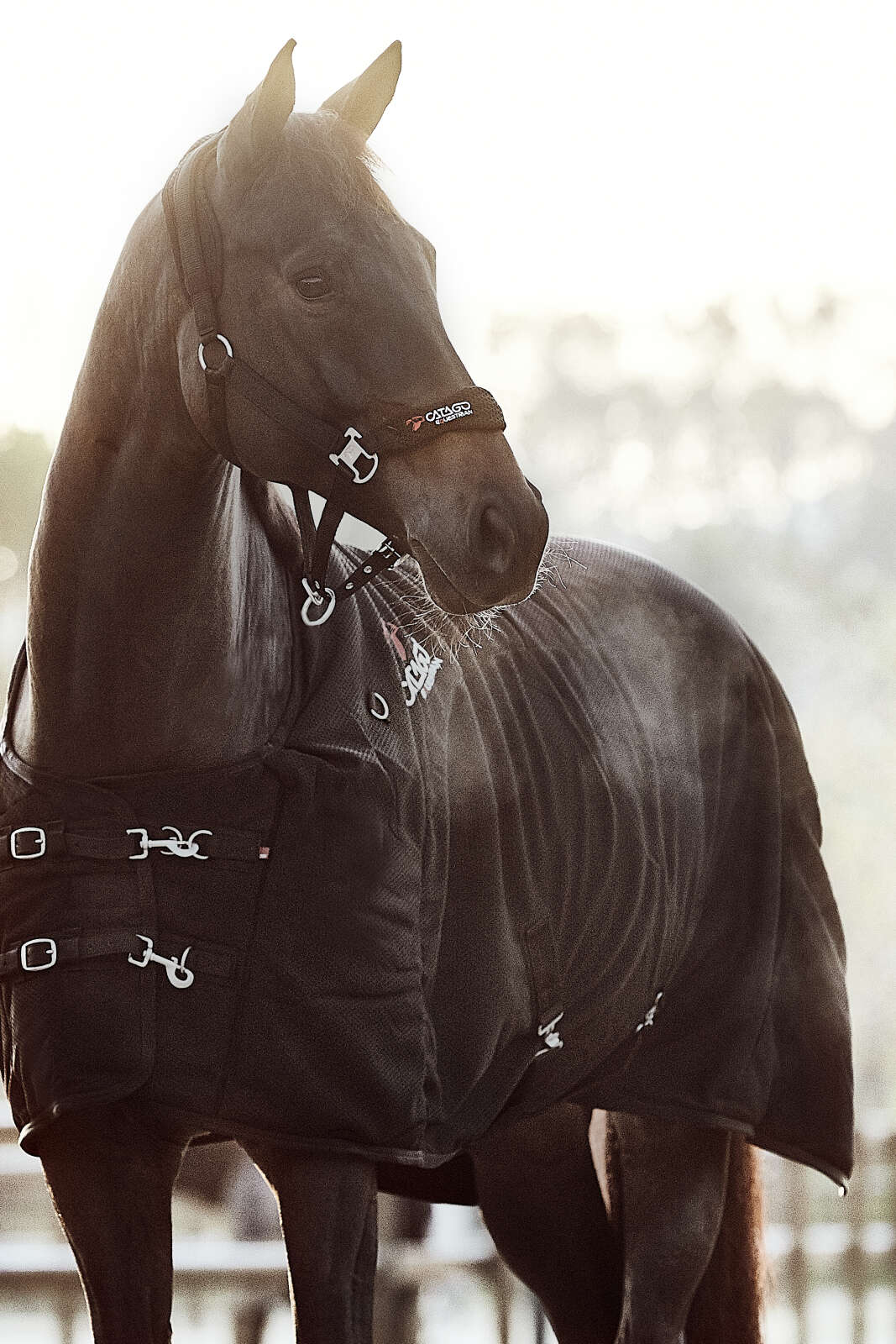 CATAGO FIR-Tech halter