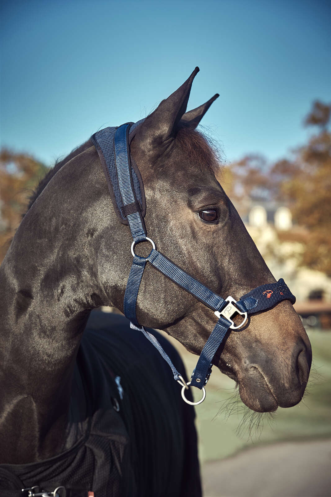 CATAGO FIR-Tech halter
