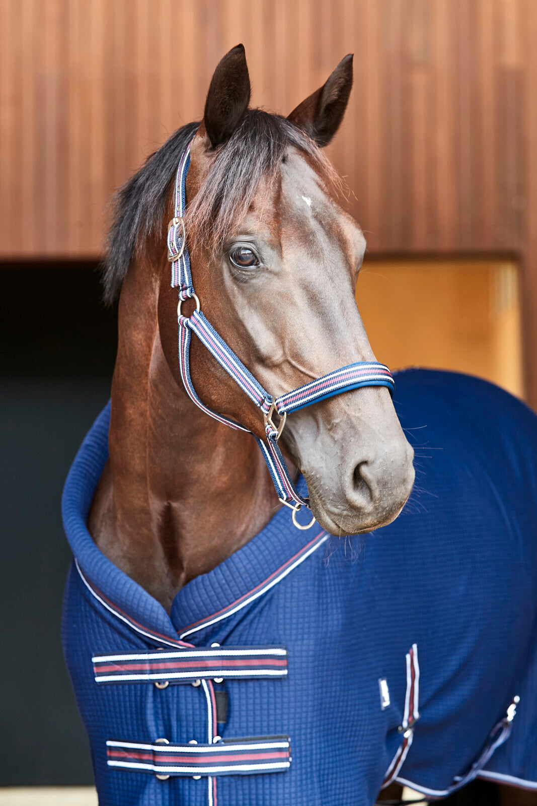 HorseGuard Kaloa halter