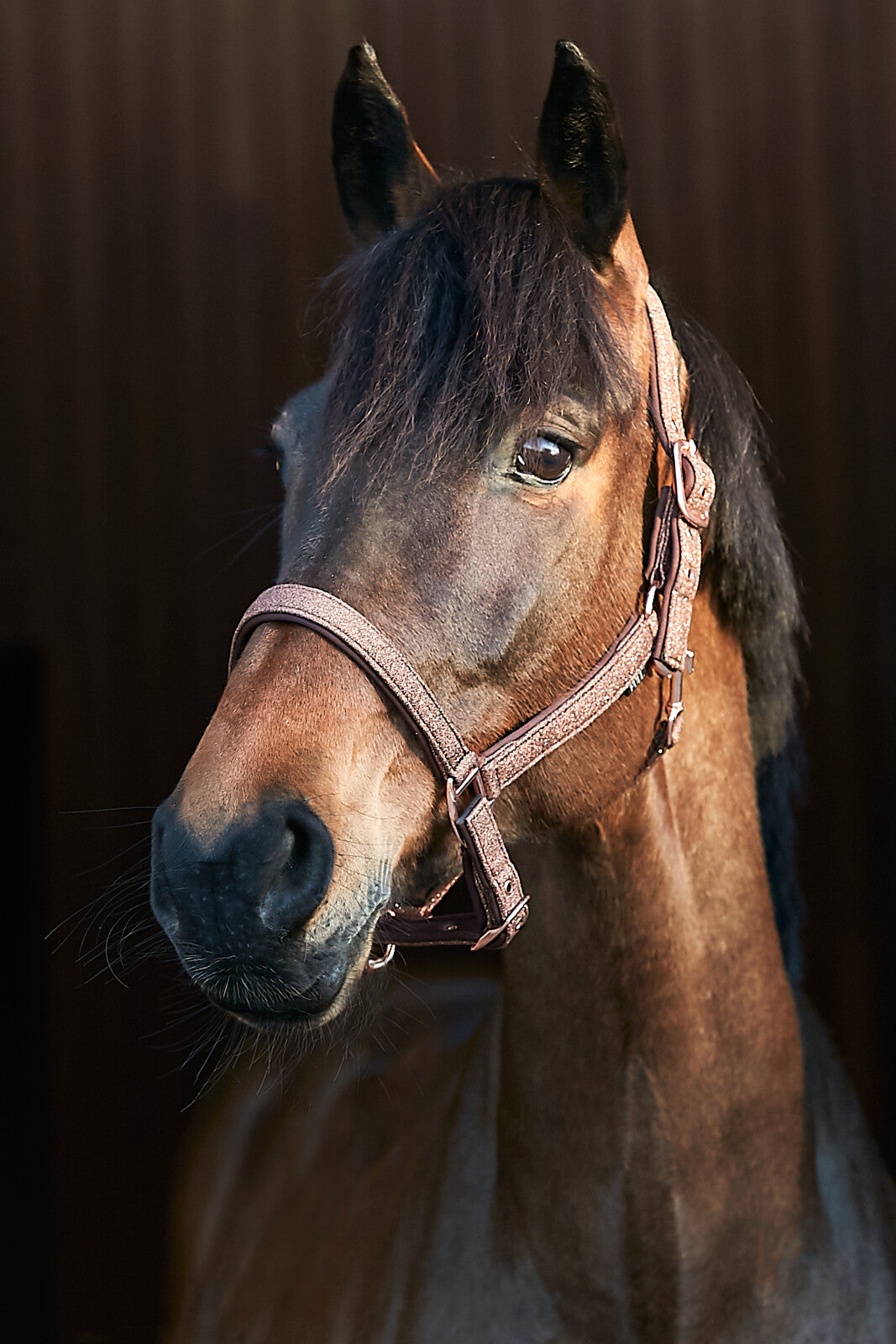 HorseGuard Lex halter