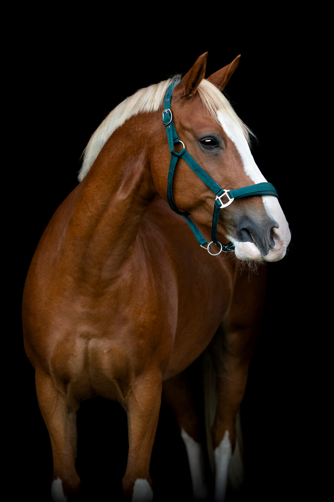 HorseGuard Diya halfter 2.0