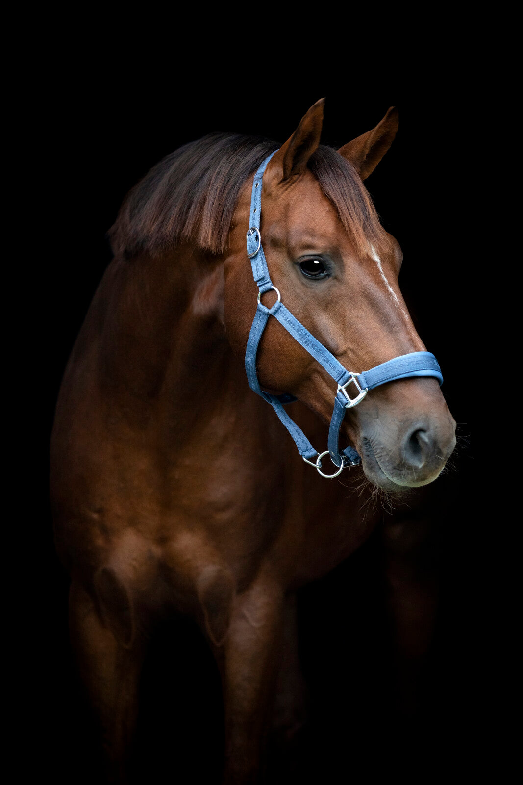 HorseGuard Diya halfter 2.0