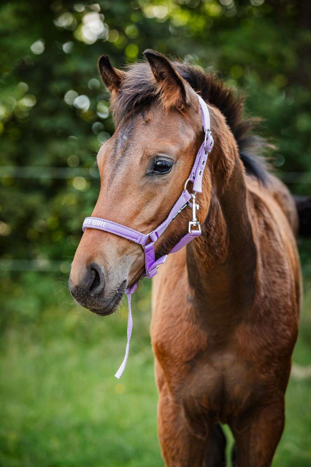 Horse Guard Malva foal halter "Pretty Girl"