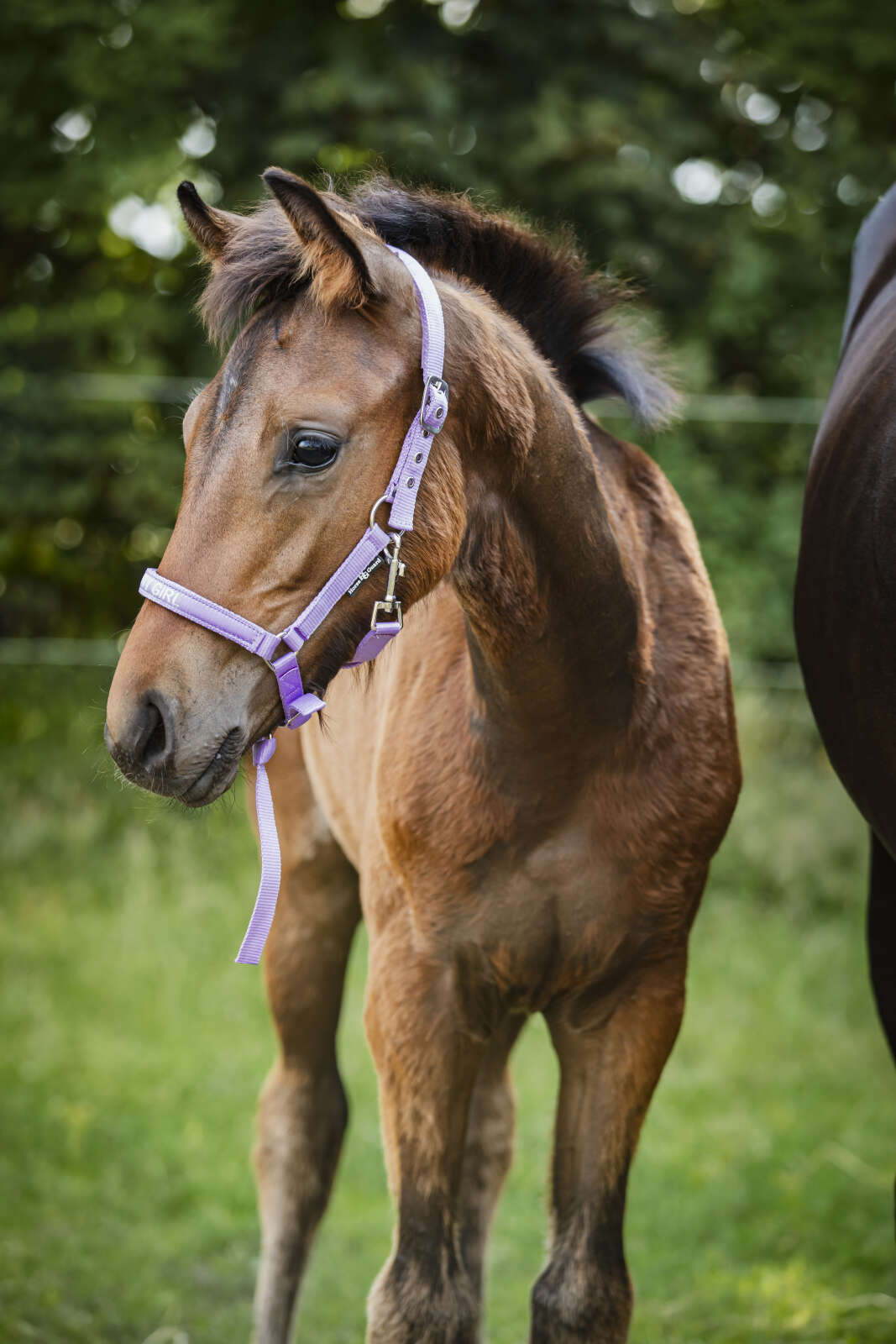 Horse Guard Malva foal halter "Pretty Girl"