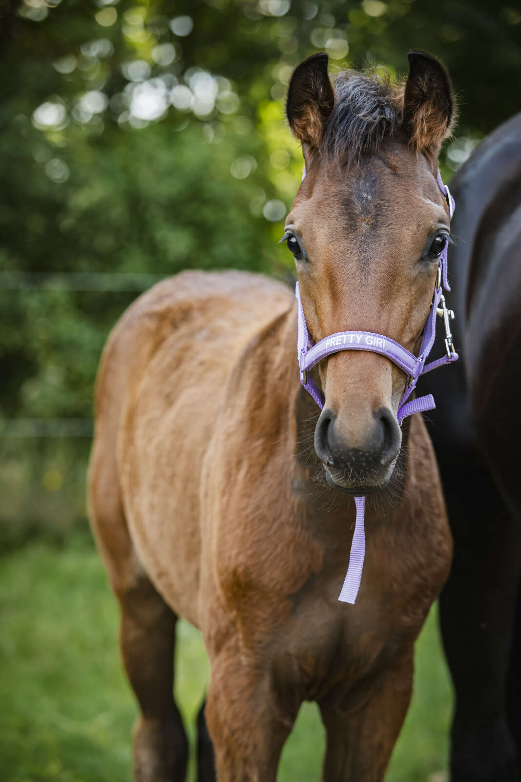 Horse Guard Malva foal halter "Pretty Girl"