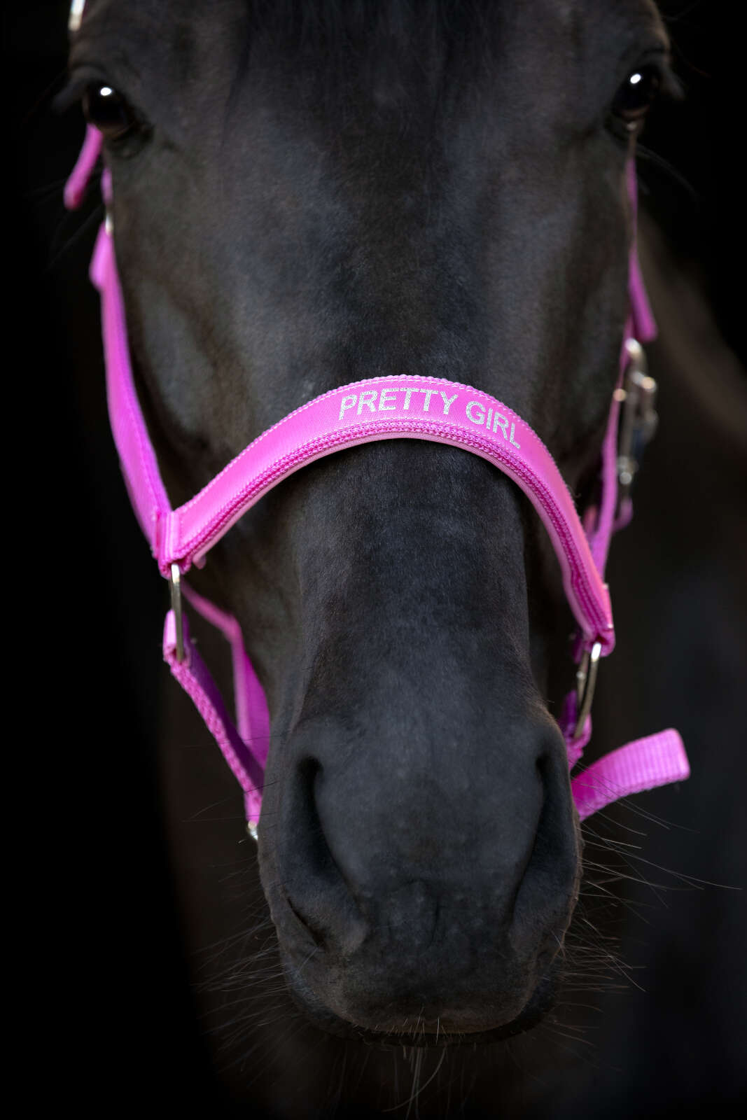 Horse Guard Malva halter "Pretty Girl"