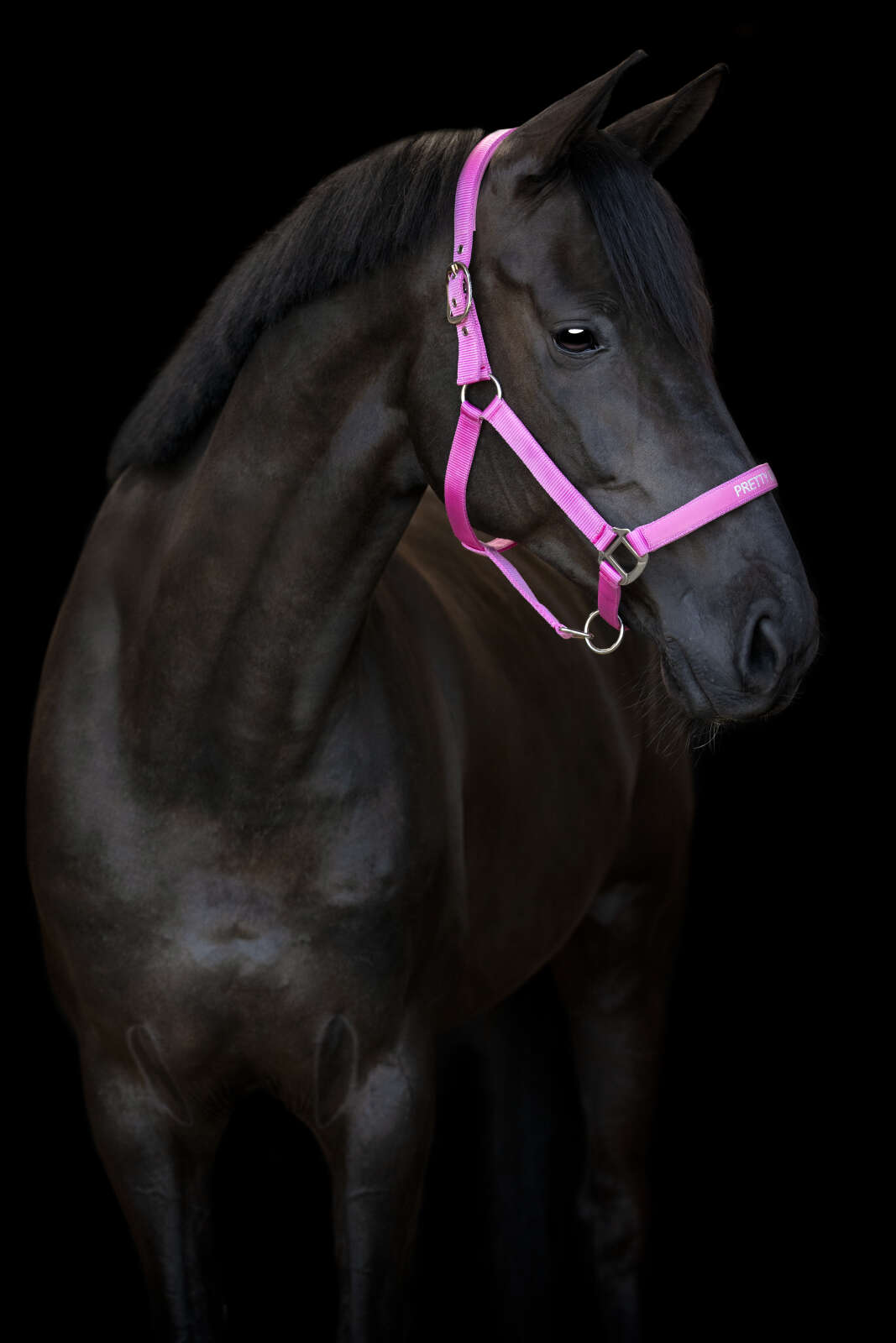 Horse Guard Malva grime "Pretty Girl"