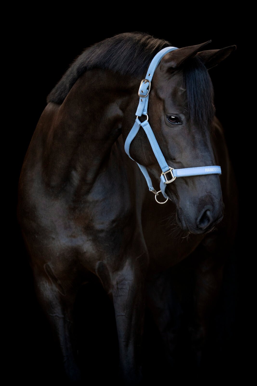 Horse Guard Malva halter "Handsome Boy" - Unamari