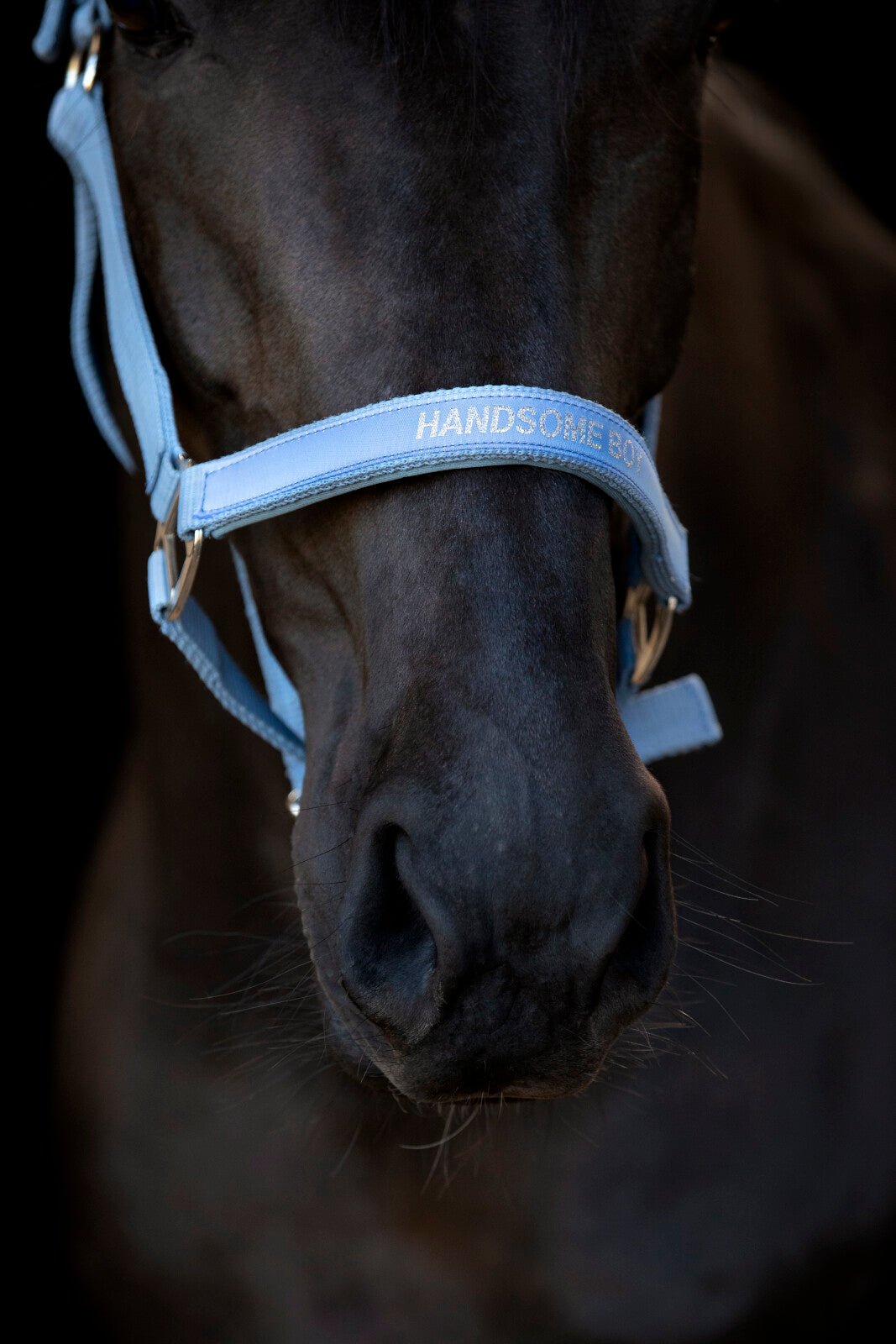 Horse Guard Malva halter "Handsome Boy" - Unamari