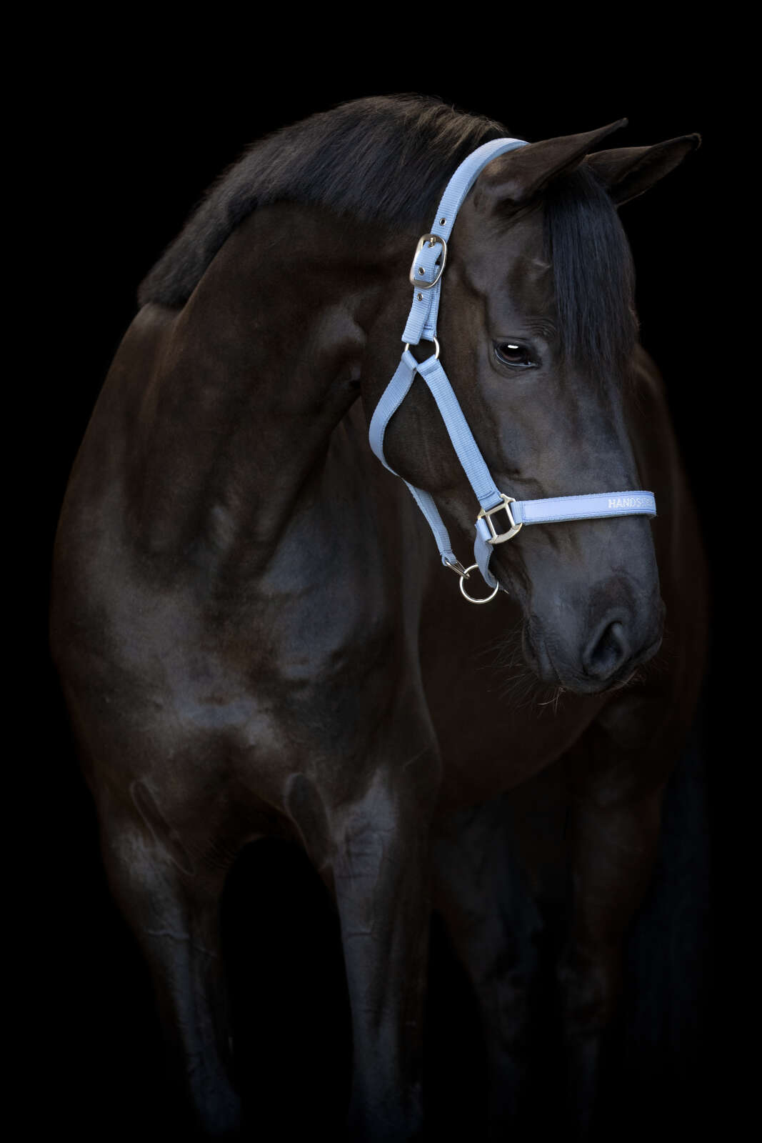 Horse Guard Malva grime "Handsome Boy"