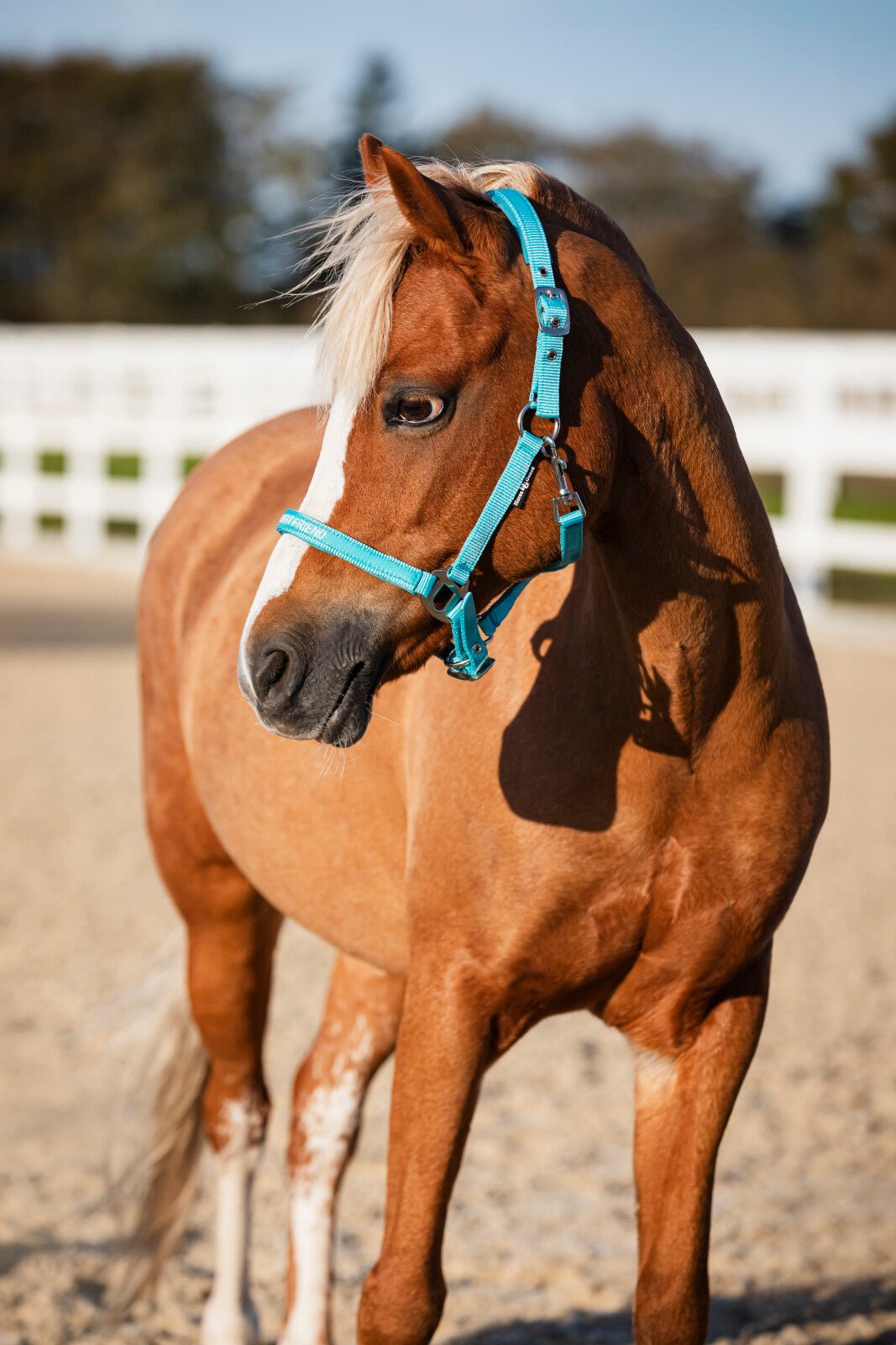 Horse Guard Malva halter "My Best Friend" - Unamari