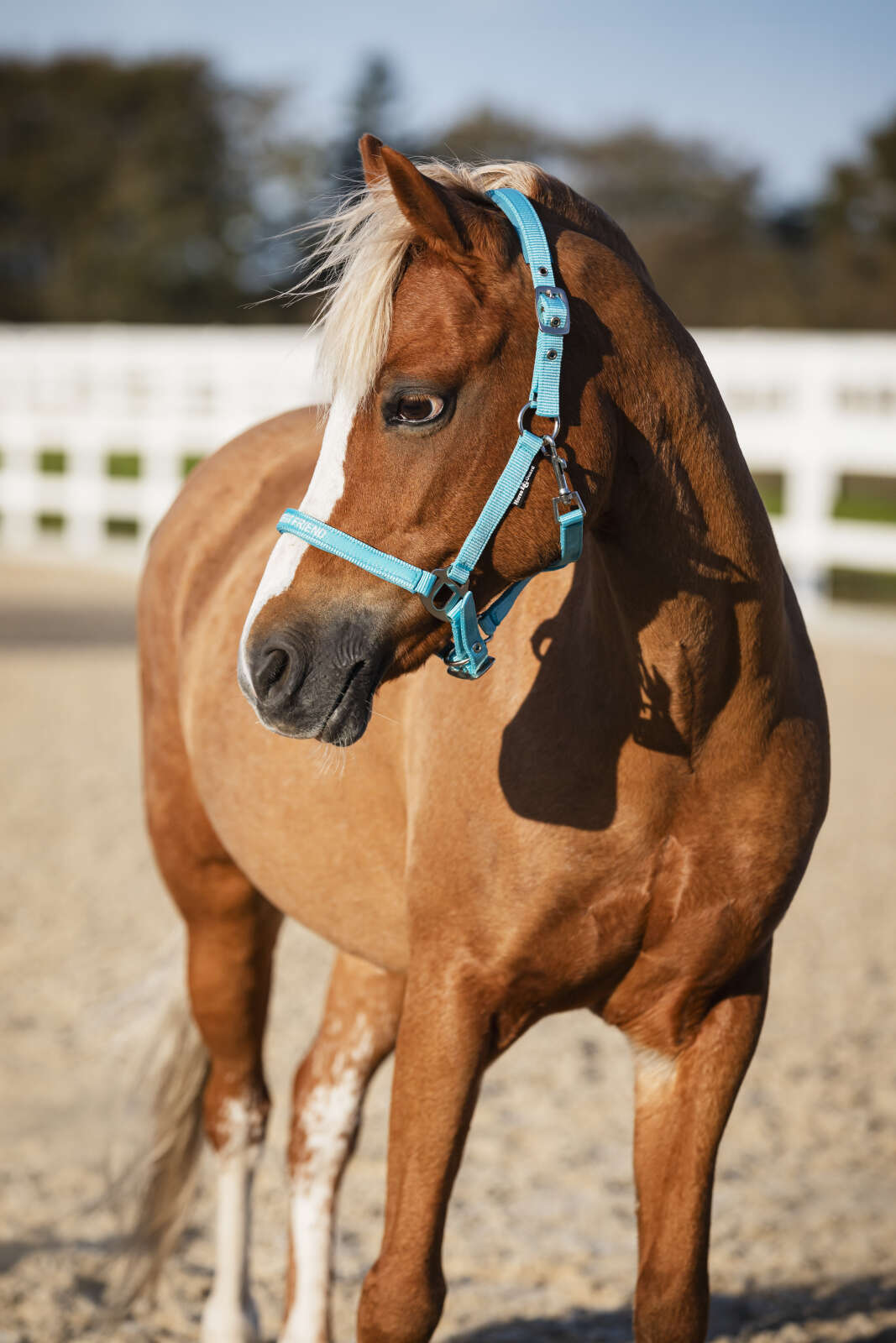 Horse Guard Malva grime "My Best Friend"